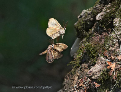 Gypsy Moths everywhere