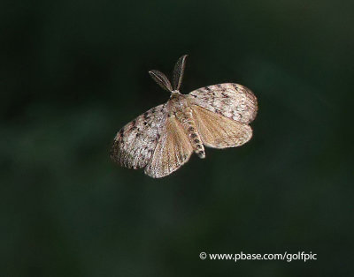 Male Gypsy Moth in Flight