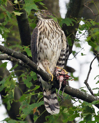 Coopers Hawk with kill