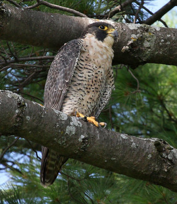 Peregrine falcon (female of a mated pair).