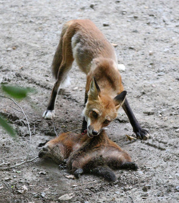Fox and Groundhog