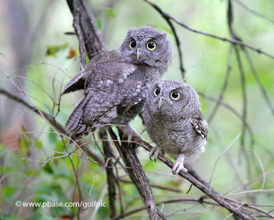 Eastern screech owls (juveniles)