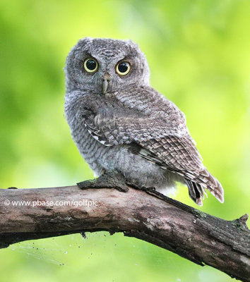 Juvenile Screech owl