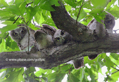 Four curious owls