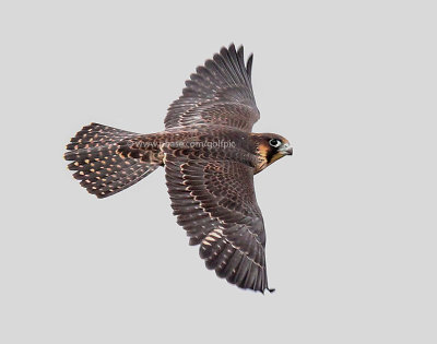 Peregrine falcon over Ottawa