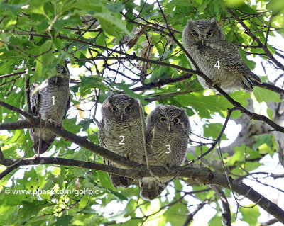 4 Young Screech Owls