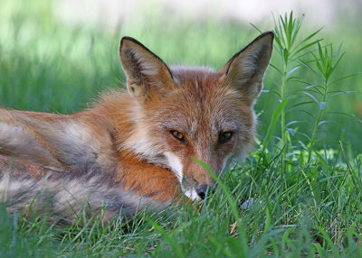 Red fox in Ottawa