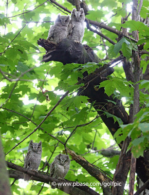 4 screech owl young