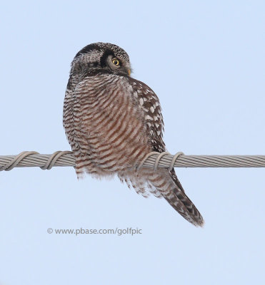 Second Northern Hawk Owl this week