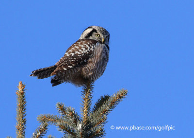 My third Northern Hawk Owl in January