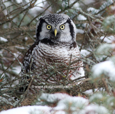 Northern Hawk Owl in Ottawa