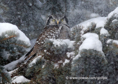 Let it snow.
