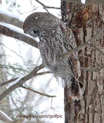 One of two Great Gray Owls in Ottawa  (7 in the area)