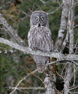 Another great gray owl