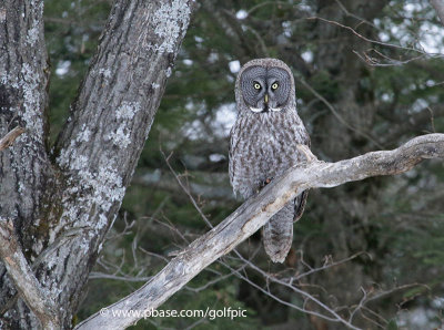 Great Gray Owl in March 2022