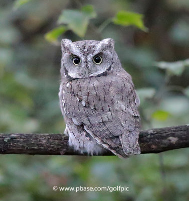 Eastern Screech Owl after sunset