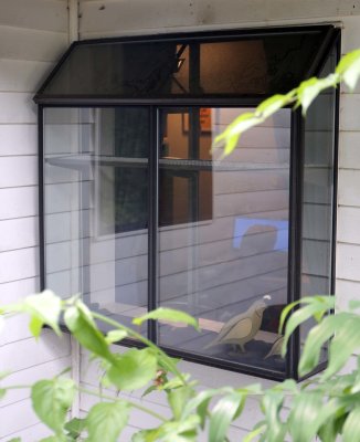 21 - Window 5, Outside, Before