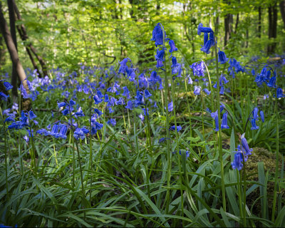 Spring Bluebells