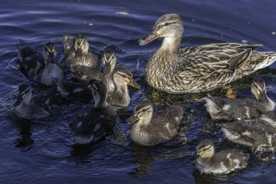 Canal ducklings