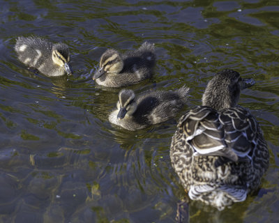 Canal ducklings