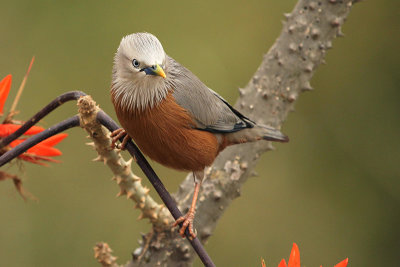 Chestnut-tailed Starling