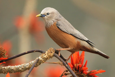 Chestnut-tailed Starling