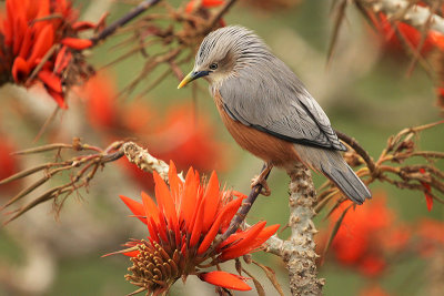 Chestnut-tailed Starling