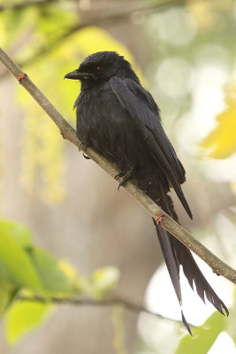 Black Drongo