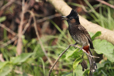 Red-vented