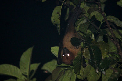 Indian Flying Fox