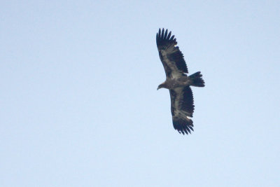 Pallas' Fish Eagle