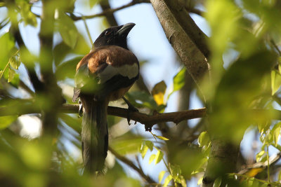 Rufous Treepie