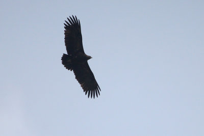 Greater Spotted Eagle