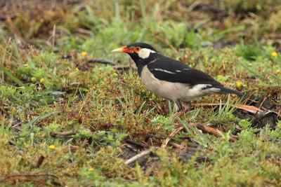 Asian Pied Starling