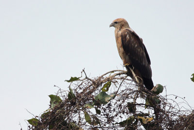 Brahminy Kite