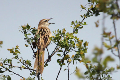 Striated Grassbird