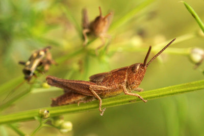 grasshopper spec.