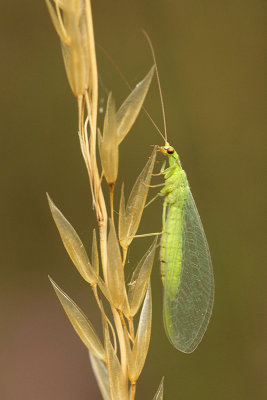green lacewing spec.