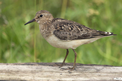 Temminck's Stint