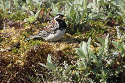 Lapland Longspur