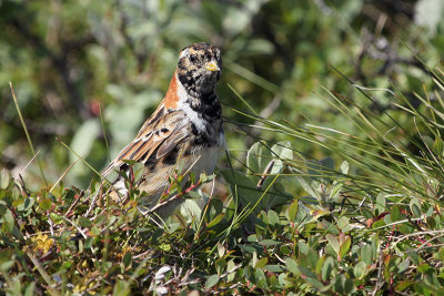 Lapland Longspur