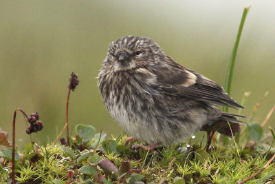 Common Redpoll