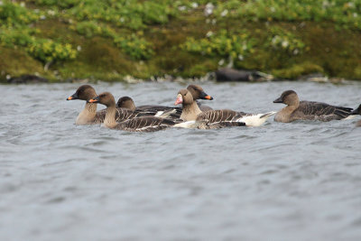 Tundra Bean Goose