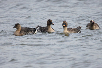 Tundra Bean Goose