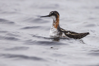 Red-necked Phalarope