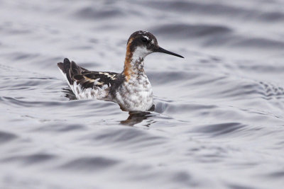 Red-necked Phalarope