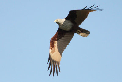 Brahminy Kite