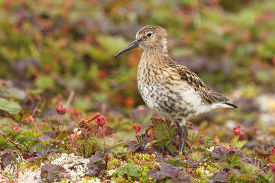 Dunlin