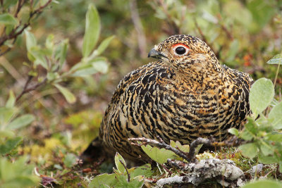 Willow Ptarmigan