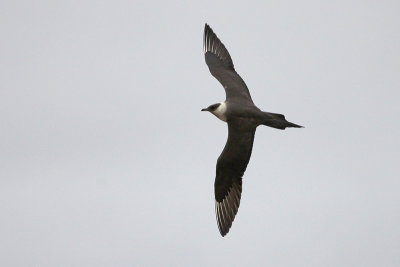 Actic Skua